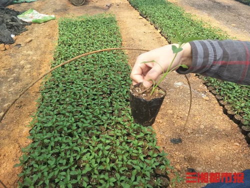 揭秘！樟树港辣椒的高效种植秘籍，让你轻松培育美味辣椒 2