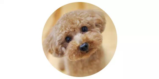 贵宾犬剃毛美容有哪些方法？ 3