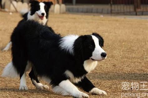 边境牧羊犬训练指南 1