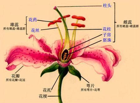 揭秘花朵的秘密：花萼与花冠的奇妙角色 2