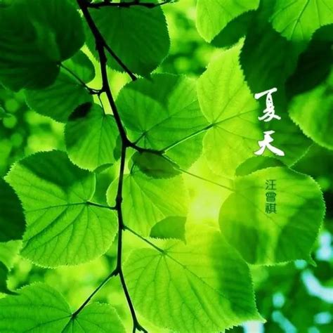 夏日时光：揭秘炎炎夏日的三个阶段 3