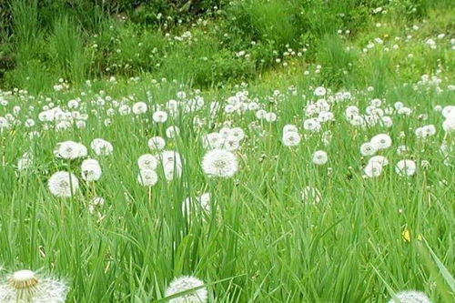 轻松学会：蒲公英的种植方法与技巧 1