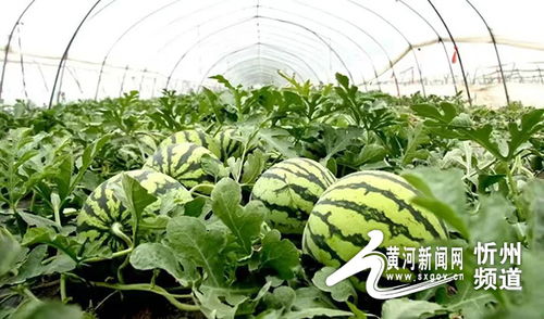 揭秘：高效种植麒麟西瓜的绝妙方法 1