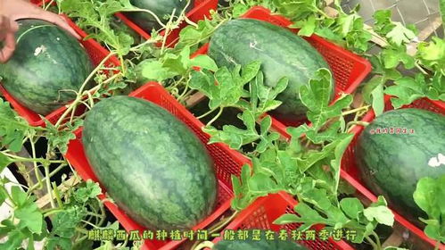 揭秘：高效种植麒麟西瓜的绝妙方法 4