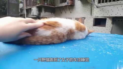 掌握技巧：安全友善地吸引与收养流浪猫 1