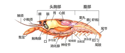 在蚂蚁庄园里，常听到的中药‘龙须’究竟指的是什么呢？ 1