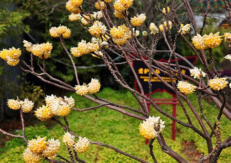 春花树的栽培与养护技巧 4