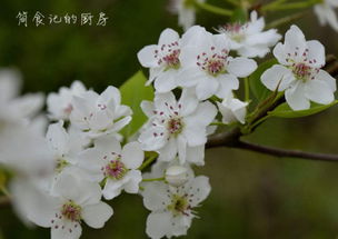 如何打理梨花？ 2