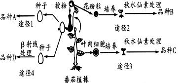 植物组织培养的三大路径 2