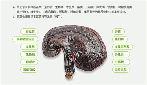灵芝多糖成分探究 1