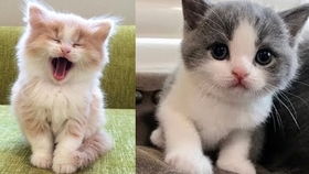 萌宠小奶猫超治愈视频大合集 1