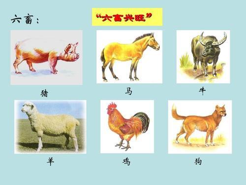 揭秘古代农耕文明之精华：六畜究竟为何物，传承千年的生活伴侣！ 2