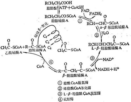 丙酮酸有哪些作用？ 1