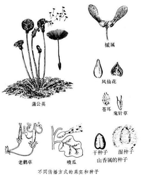 五种植物种子传播方式的概述 1