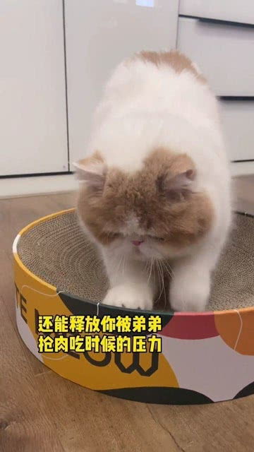 掌握技巧：安全友善地吸引与收养流浪猫 3