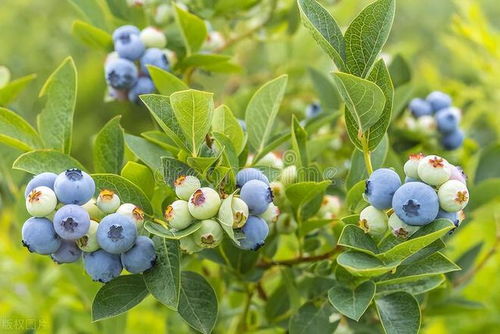 轻松学会：蓝莓的种植技巧与全方位养护指南 1