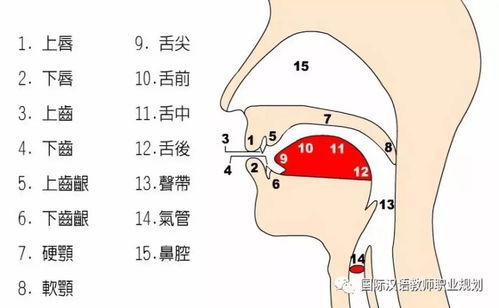 揭秘“shoulder”的正确发音，让你的口语更地道！ 1