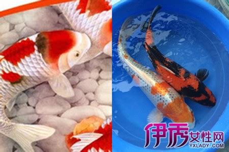 锦鲤养殖技巧与重要注意事项 1