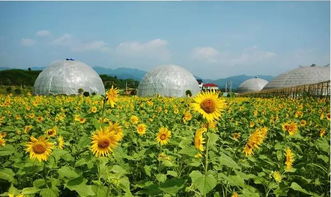 揭秘！蚂蚁庄园里的'夏季第一花'是哪一种花？ 3