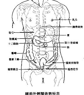 肝脏在人体的具体位置是哪里？ 1