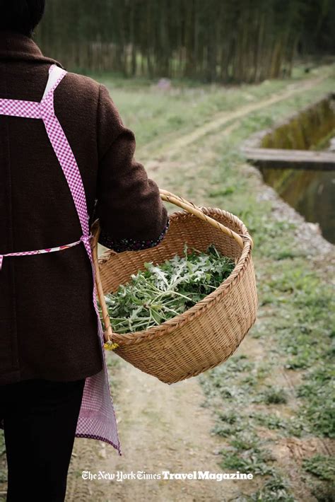 山间挖野菜秘籍：轻松学会采摘技巧 1