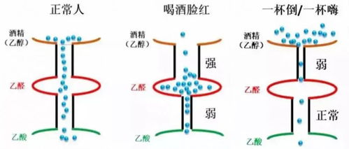 乙醇（酒精）代谢过程的化学反应式 2