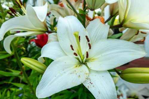 探索百合花的神秘花语与深刻寓意 2