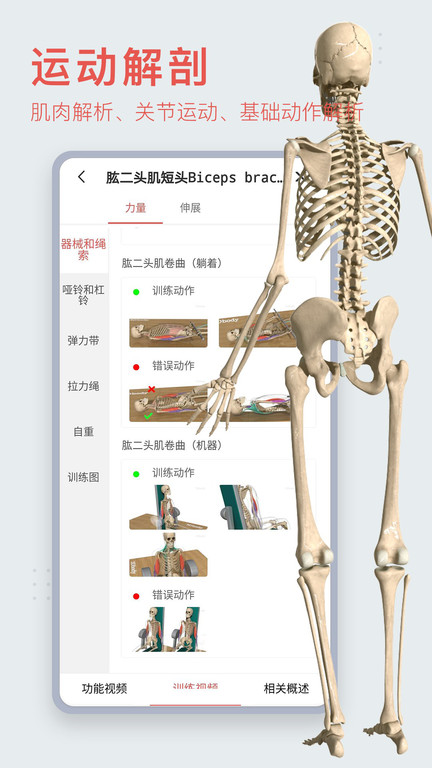 3dbody解剖图