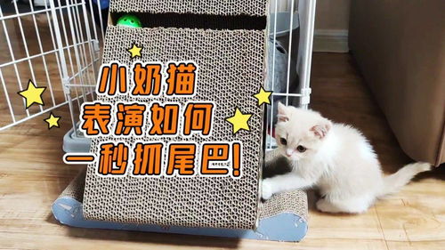 萌宠小奶猫超治愈视频大合集 3
