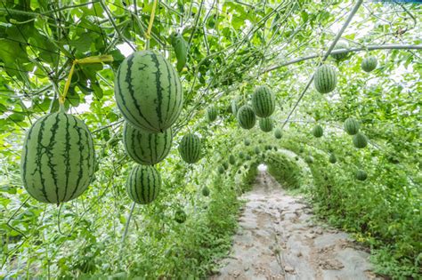 轻松学会：如何种植西瓜子 1