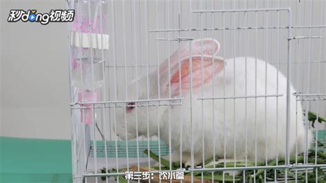 家兔高效饲养秘籍：轻松养出健康萌宠 3