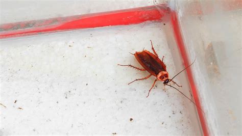 家里蟑螂肆虐？彻底消灭它们的终极方法！ 1