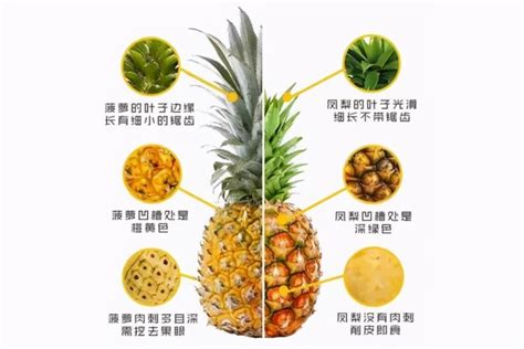 菠萝与凤梨：同一果实的奇妙双重身份？ 1