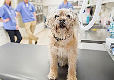 犬瘟热治疗方法针对狗狗 2