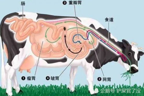 详解：牛有几个胃及其各自功能作用 1