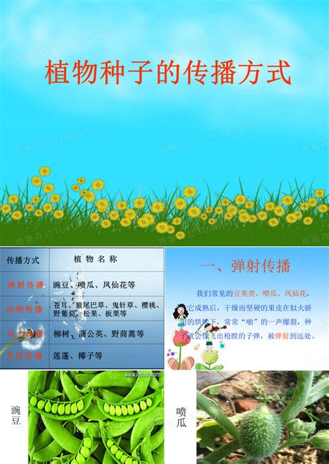 五种植物种子传播方式的概述 4