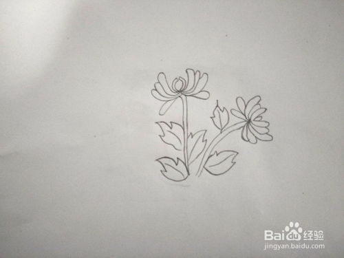 轻松学画：菊花简笔画步骤详解 4