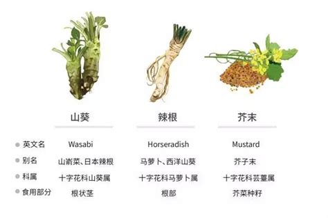 Wasabi 的英文含义是什么 3