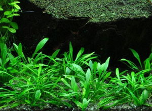水草造景的实用技巧与步骤 2