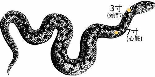 如何利用雄黄有效驱蛇 1