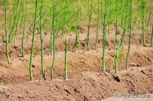 芦笋应该如何种植？种植芦笋的步骤和技巧有哪些？ 1