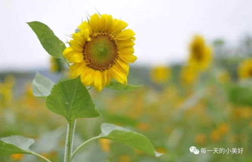 向日葵花语与深刻寓意全解析 3