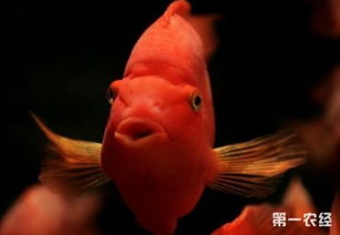 鹦鹉鱼的科学饲养方法 1