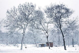 雪景拍摄秘籍：定格冬日仙境的绝妙技巧 2