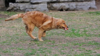 金毛犬训练指南 1