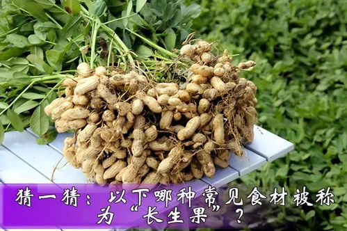 揭秘！蚂蚁庄园小课堂：茴香豆的豆料大起底，你猜对了吗？ 3