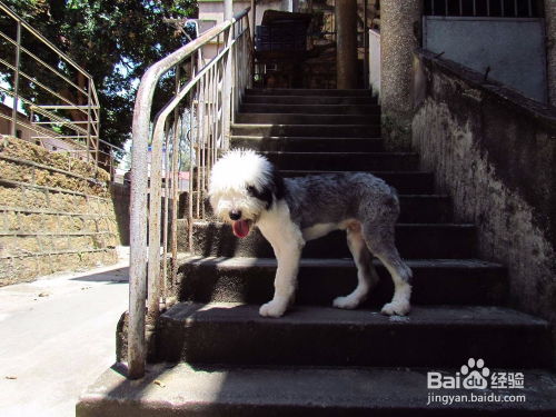 如何挑选一只健康的古代牧羊犬幼犬？ 1