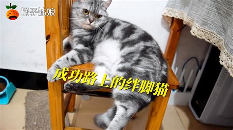 小猫咪经典视频集锦有哪些？ 1