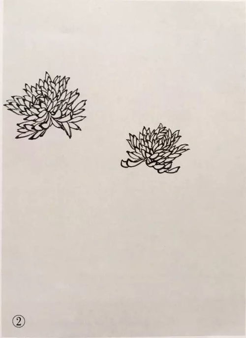 怎样一步步学画菊花的简笔画？详细教程分享 1