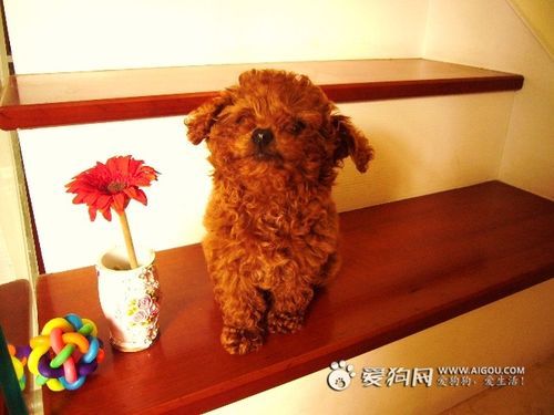 贵宾犬饲养必备指南：注意事项大全 3